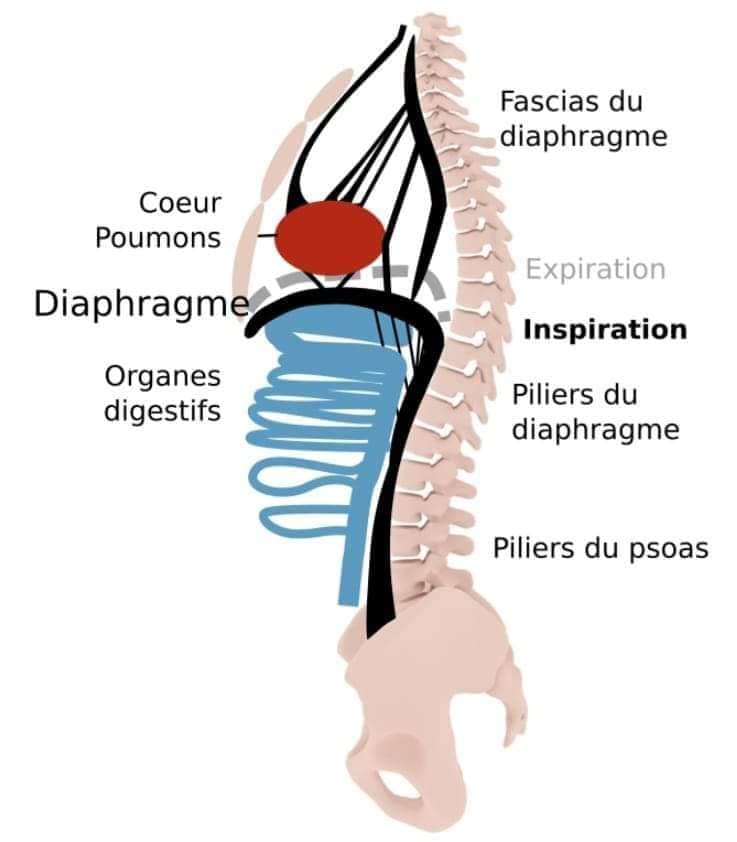La Thérapie aqua-lymphatique Méthode Tidhar ®